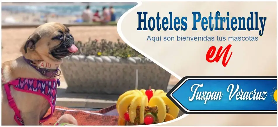 Aquí son bienvenidas tus mascotas no tienen de qué preocuparse, en estos Hoteles puedes alojarte con mucho gusto